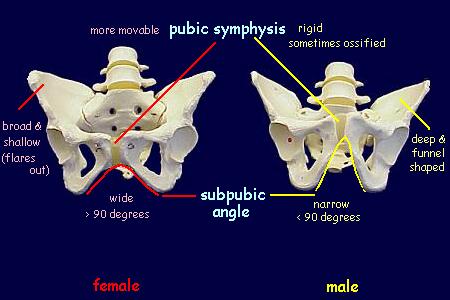 pelvis2